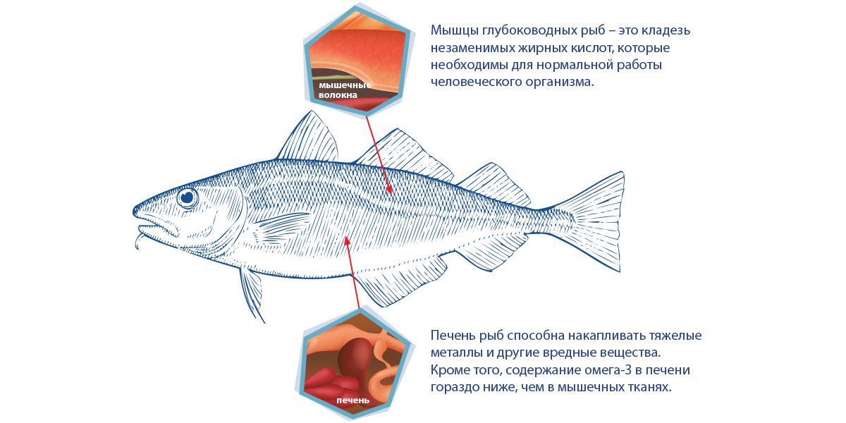 Входящие рыбы. Омега 3 в Речной рыбе. Как понять чем питается рыба. Как часто питается рыба.